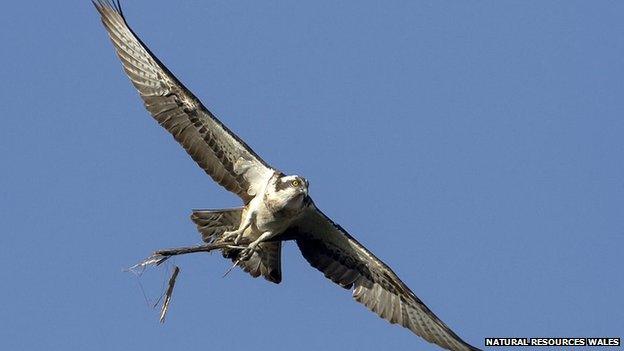 One of the new osprey parents in Powys