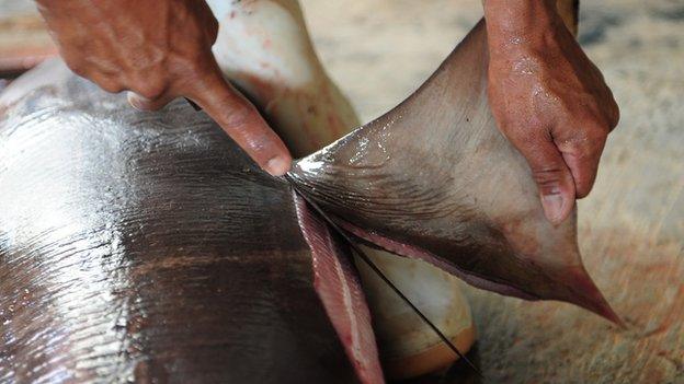 A worker cuts the shark fin at Muncar Port on 25 May, 2014 in Banyuwangi, Indonesia