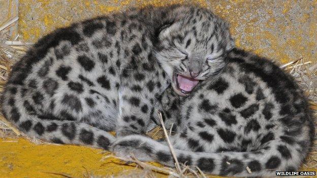 Snow leopards