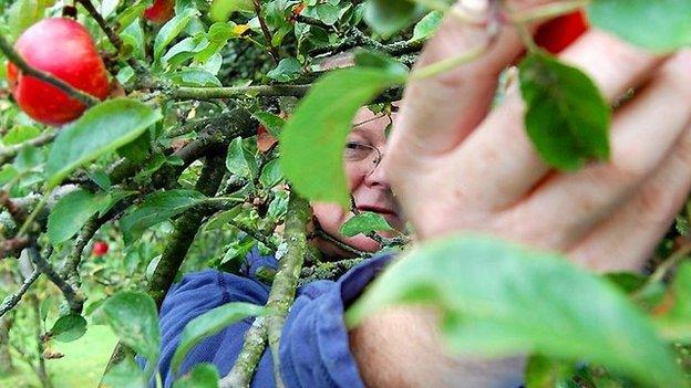 Harvesting apples for cider