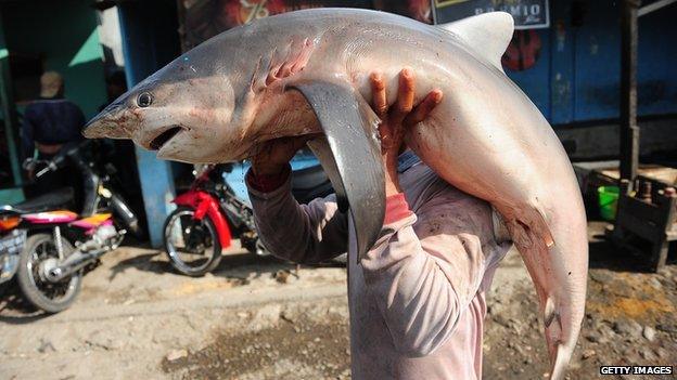 A worker carries a shark at Muncar Port on 25 May, 2014 in Banyuwangi, Indonesia