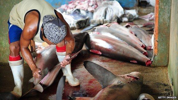 A worker cuts the shark fins at Muncar Port on 25 May, 2014 in Banyuwangi, Indonesia