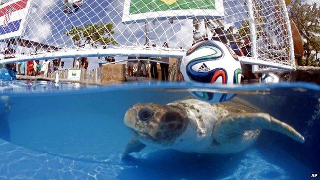 World Cup turtle