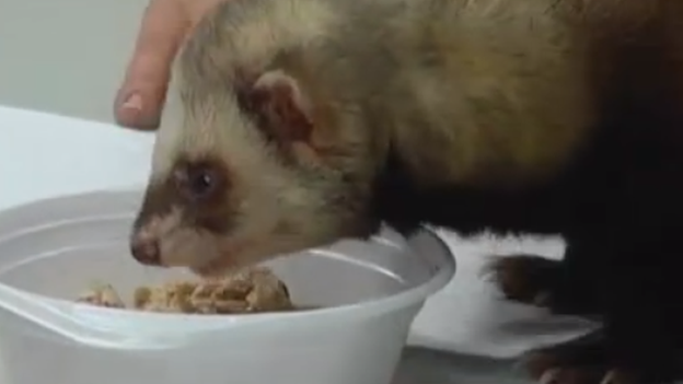 Ferret fortune teller