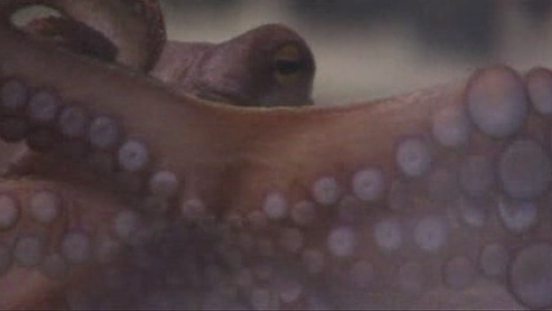 Paul the Octopus