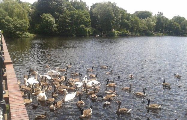 Wyndley Pool near an entrance to Sutton Park