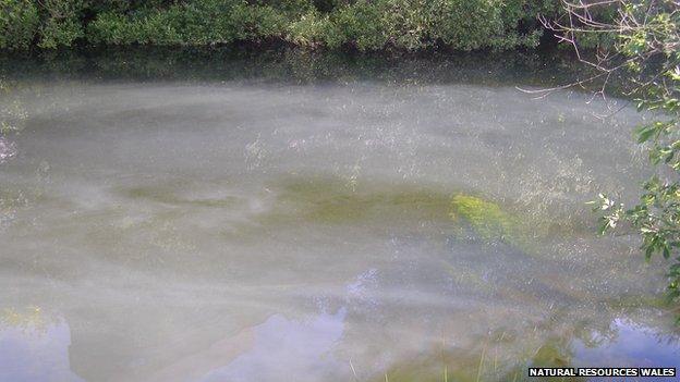 The pollution