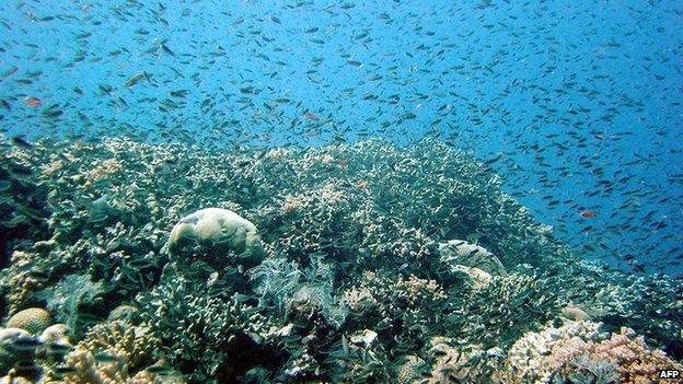 File photo: Fish on Australia's Great Barrier Reef