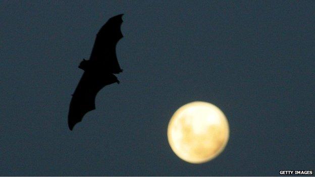 Bat (file pic)