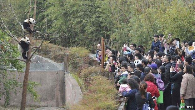 Visitors take pictures of giant panda cubs climbing a tree at the Chengdu Research Base of Giant Panda Breeding, Sichuan province March 23