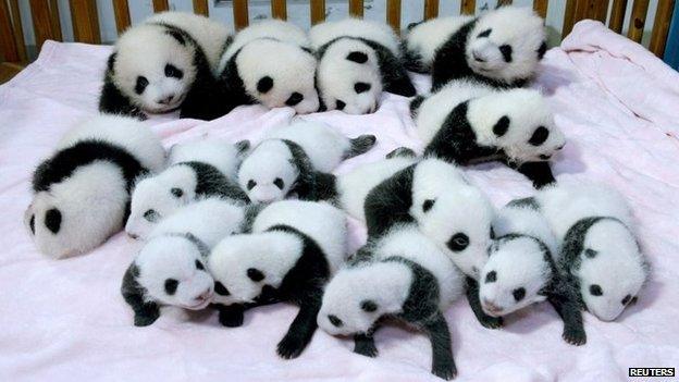 Giant panda cubs lie in a crib at Chengdu Research Base of Giant Panda Breeding in Chengdu, Sichuan province, September 23, 2013