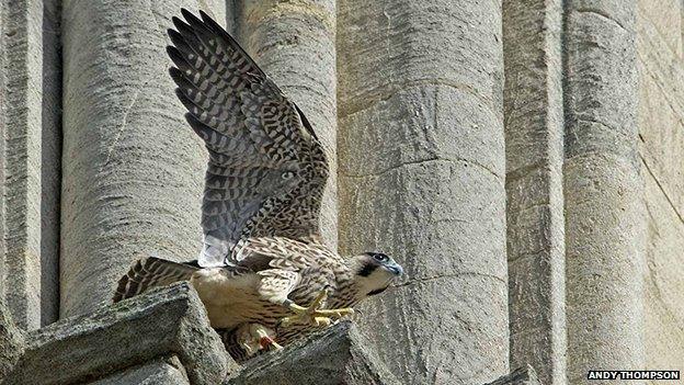 Peregrine falcon chick YT