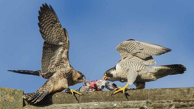 Peregrine juveniles feeding at Norwich Cathedral