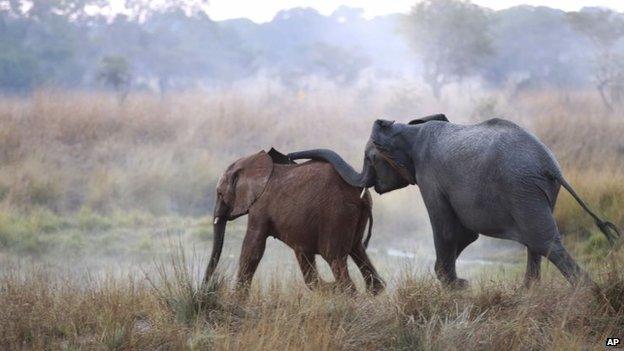 An orphaned elephant calf (left) is introduced to an adult at the Game Rangers International Release Facility at the Kafue National Park in Zambia, 10 June 2014