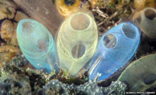 Sea squirts