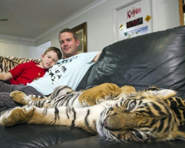 Tiger cub lying on Giles Clark's sofa