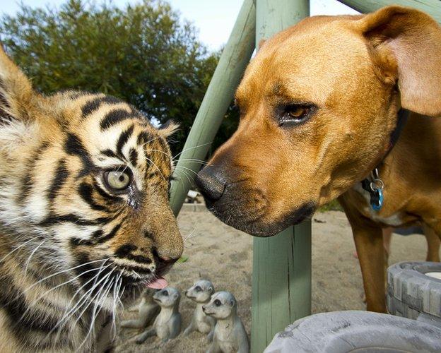 Tiger cub with dog