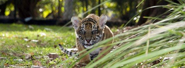 Tiger cub in garden