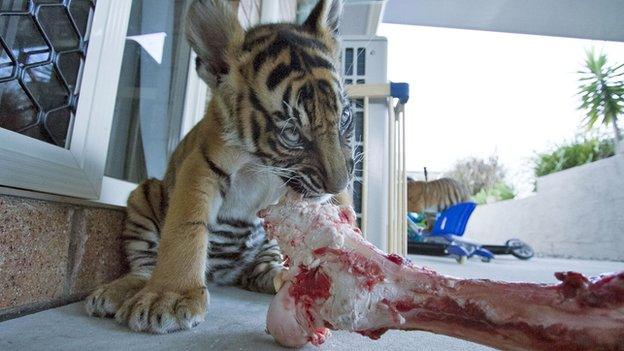 Cub eating meat