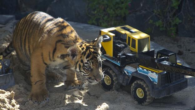 Tiger playing in sandpit