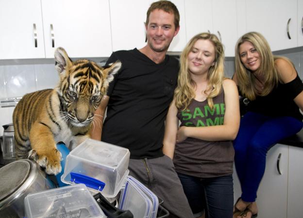 Tiger playing with the washing up