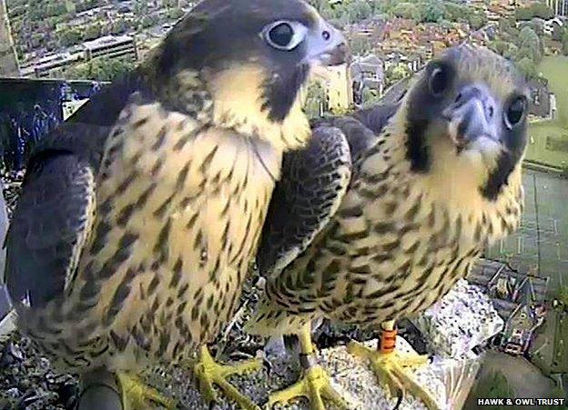 Unringed and YT peregrine falcon chicks on Norwich Cathedral