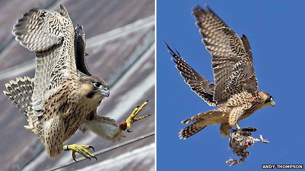 Norwich Cathedral peregrine falcon chick in flight