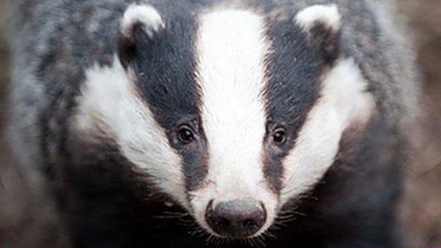 Badger