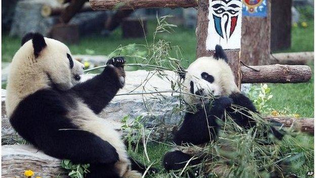 Giant pandas eat bamboo inside a renovated panda hall at a zoo in Beijing