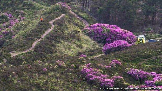 The rhododenron rescue operation in the Knockmealdowns Mountains