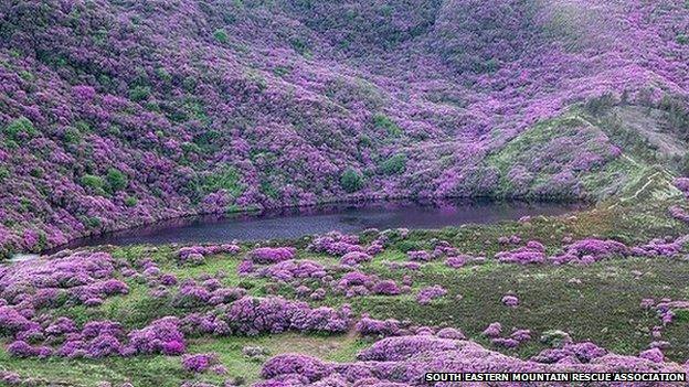 The thick rhododenron forest is on steep ground overlooking Bay Lough in the Knockmealdowns Mountains