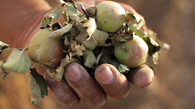 A hand holding apples