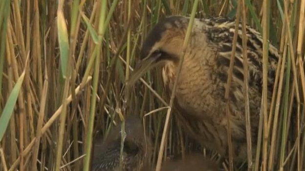 Bittern's nest, RSPB Minsmere