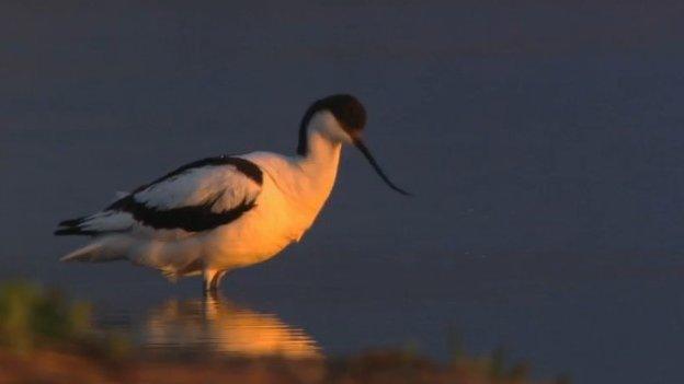 Avocet, RSPB Minsmere