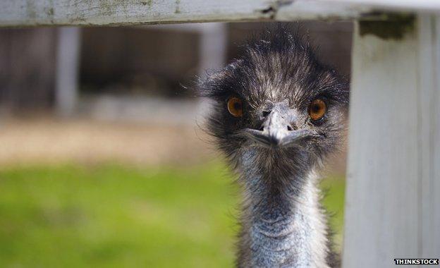 Emu