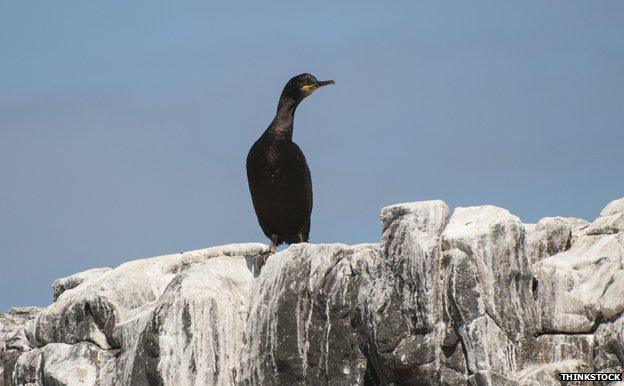 European shag on cliff rock