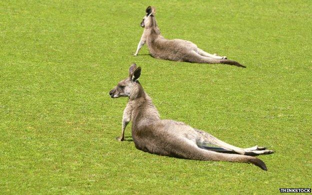 Kangaroos in a field