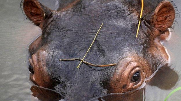 A hippo at Hacienda Napoles