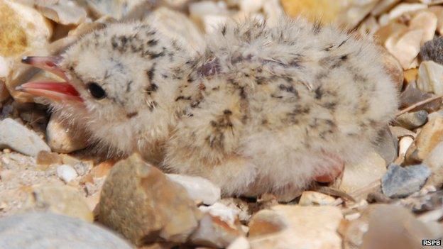 Little tern chick