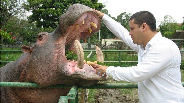 Carlos Valderrama looking in a hippo's mouth