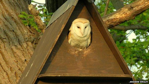 Barn owl in box