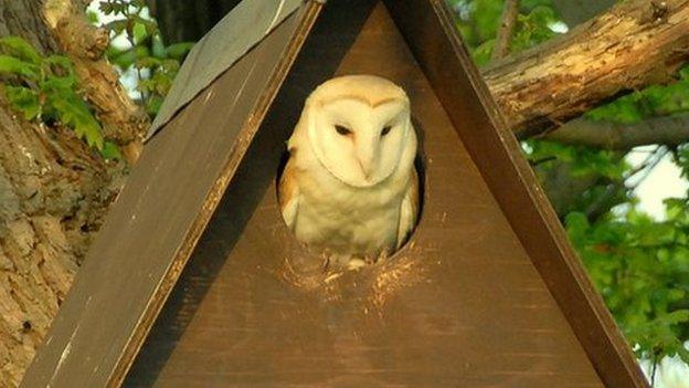 Barn owl in box