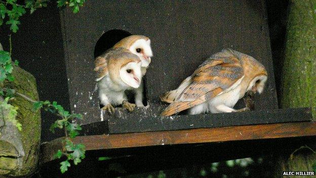 Barn owl chicks outside box