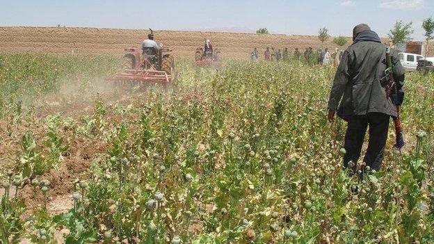 Poppy field Afghanistan