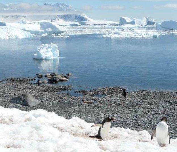 Gentoo penguins at Cuverville Island