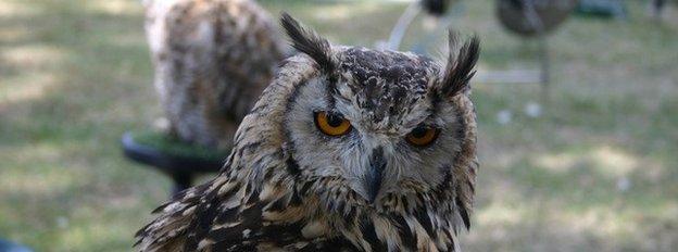 A long-eared owl