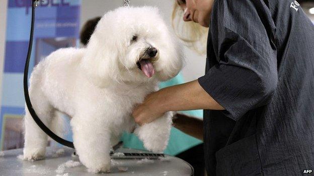 A woman grooms a dog at a shop in Paris - 18 May 2014