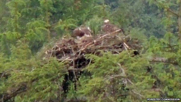 The third osprey nest