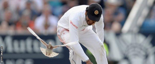 Sri Lanka's Dimuth Karunaratne attempts to catch a pigeon