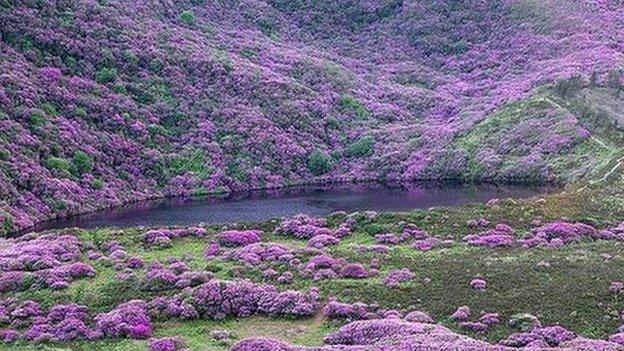 The thick rhododenron forest is on steep ground overlooking Bay Lough in the Knockmealdowns Mountains